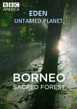 Borneo: Sacred Forest