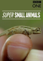 Super Small Animals