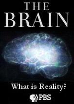 The Brain What is Reality