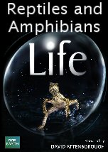Life: Reptiles and Amphibians